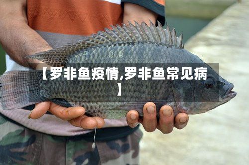 【罗非鱼疫情,罗非鱼常见病】-第2张图片