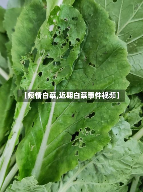 【疫情白菜,近期白菜事件视频】-第2张图片