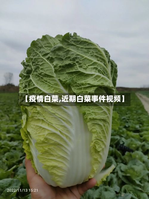 【疫情白菜,近期白菜事件视频】-第3张图片