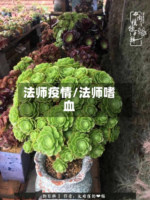 法师疫情/法师嗜血