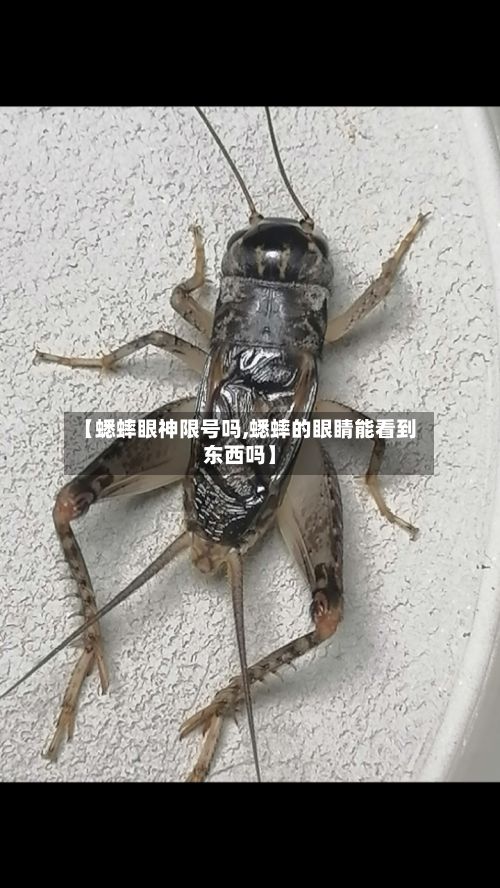 【蟋蟀眼神限号吗,蟋蟀的眼睛能看到东西吗】