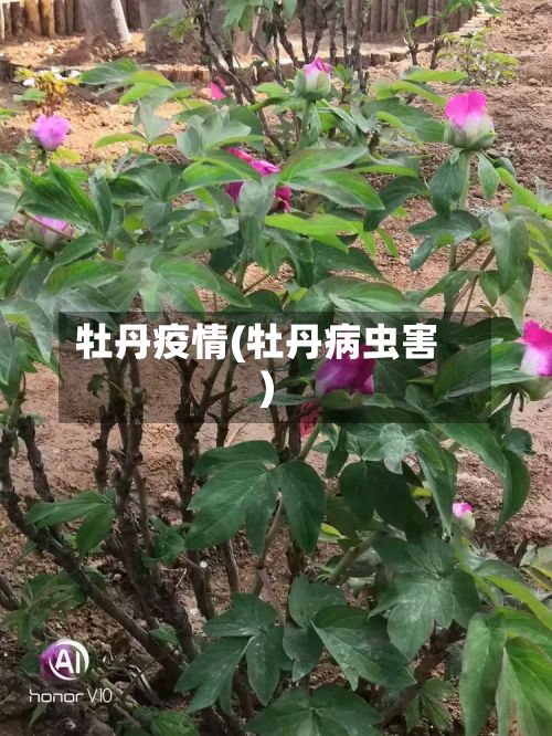 牡丹疫情(牡丹病虫害)