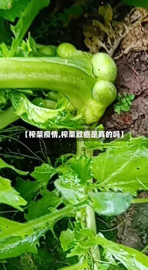 【榨菜疫情,榨菜致癌是真的吗】-第2张图片