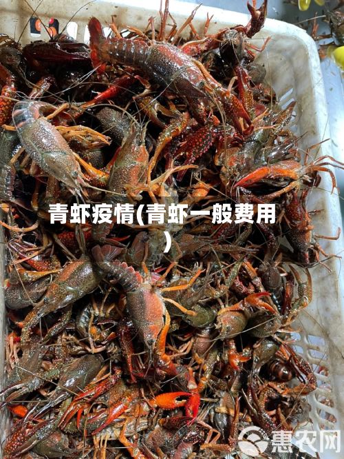 青虾疫情(青虾一般费用)