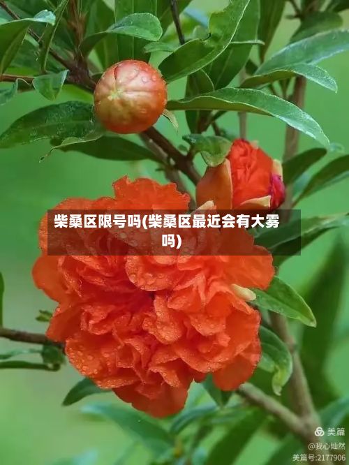 柴桑区限号吗(柴桑区最近会有大雾吗)