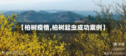 【柏树疫情,柏树起虫成功案例】