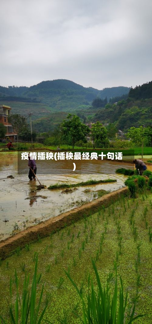 疫情插秧(插秧最经典十句话)-第2张图片