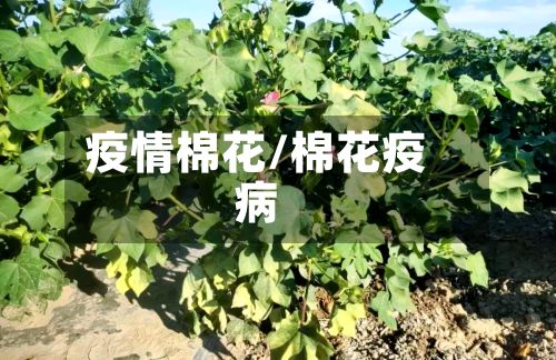 疫情棉花/棉花疫病