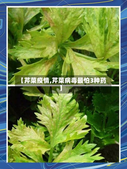【芹菜疫情,芹菜病毒最怕3种药】