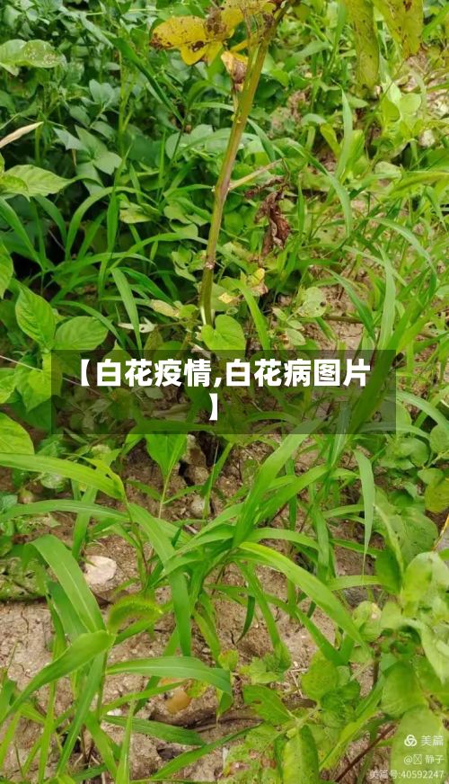 【白花疫情,白花病图片】-第3张图片