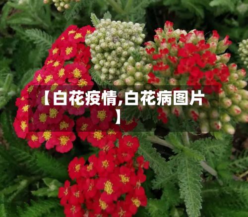 【白花疫情,白花病图片】