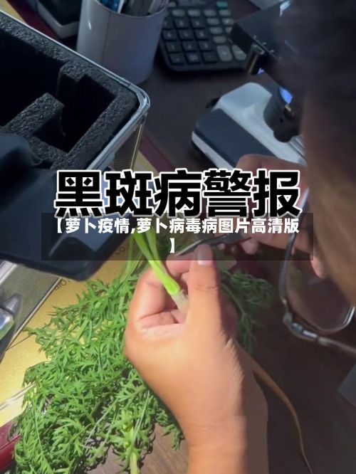 【萝卜疫情,萝卜病毒病图片高清版】